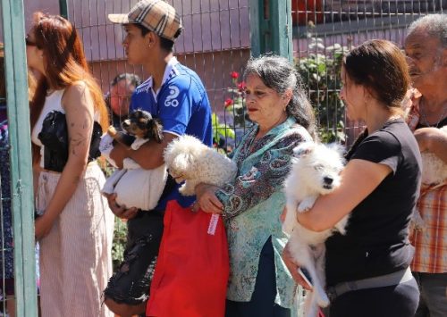 Municipio andino realiza por cuarto año esterilizaciones gratuitas de mascotas en Los Andes